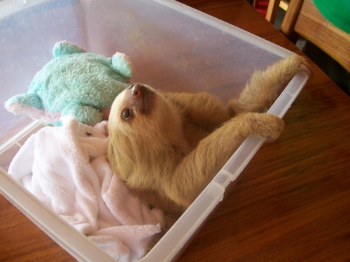 a small white and brown sloth laying in a plastic container