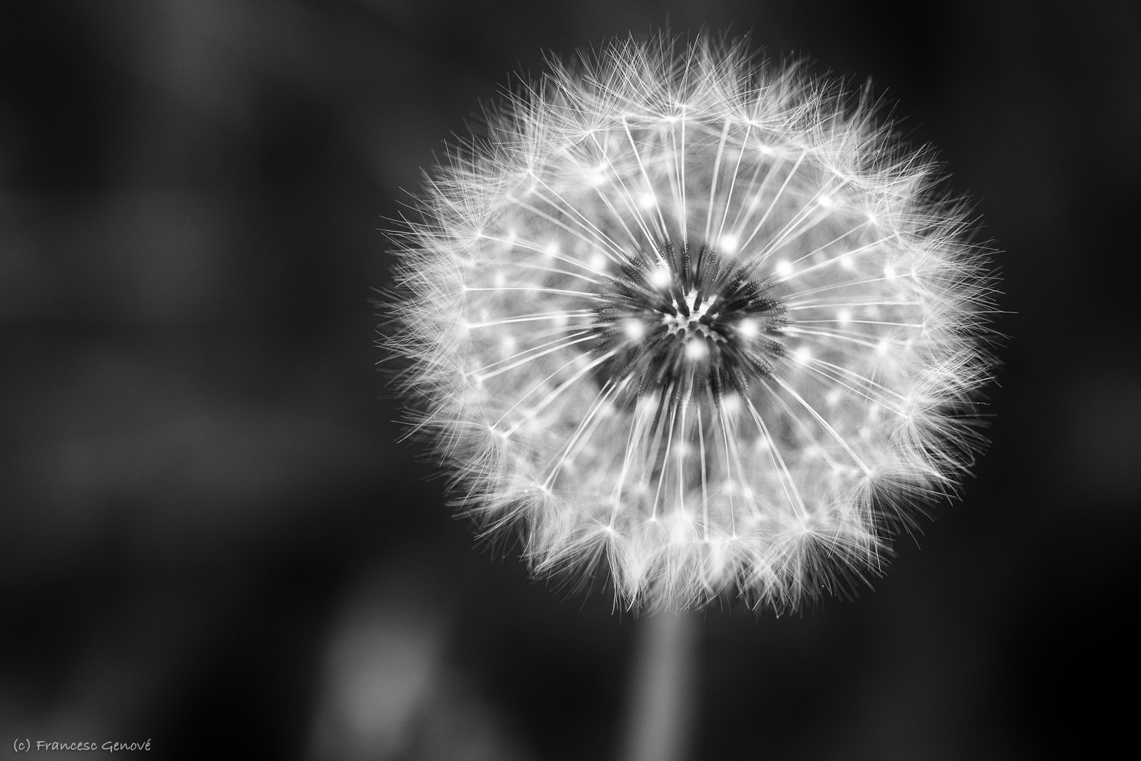 the white dandelion is brightening up the black and white