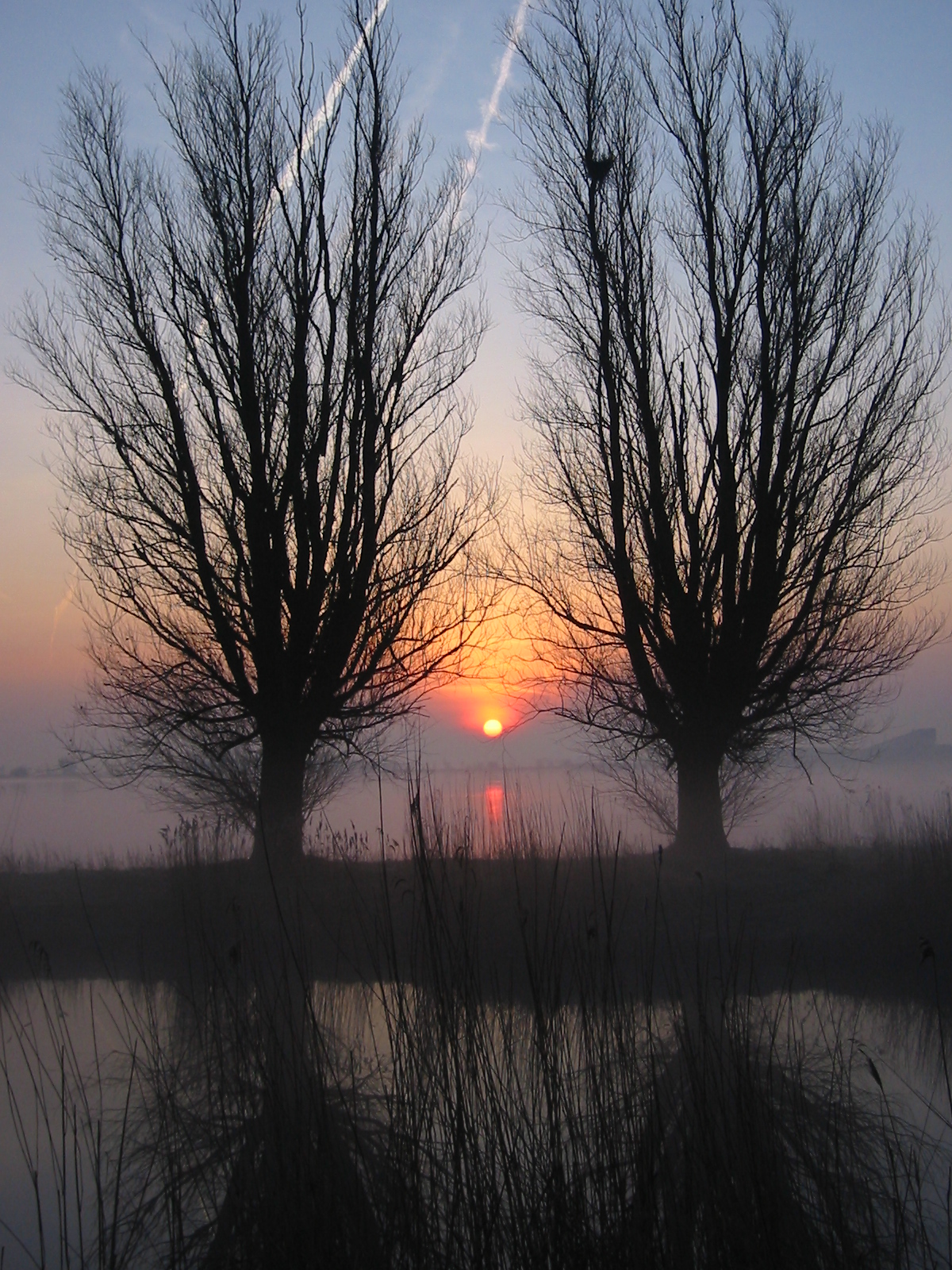 two silhouetted trees, with the sun in the distance