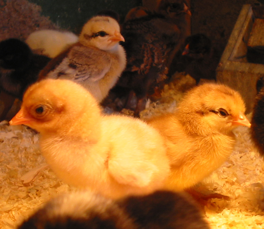 small yellow chickens and baby ducks in a pin