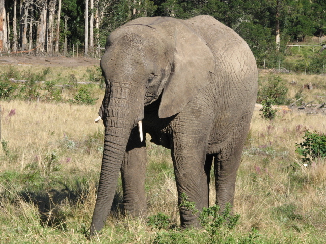 an elephant standing alone in a field of grass