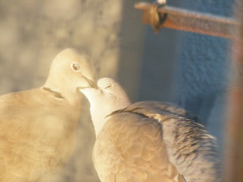two white birds sitting together near a building