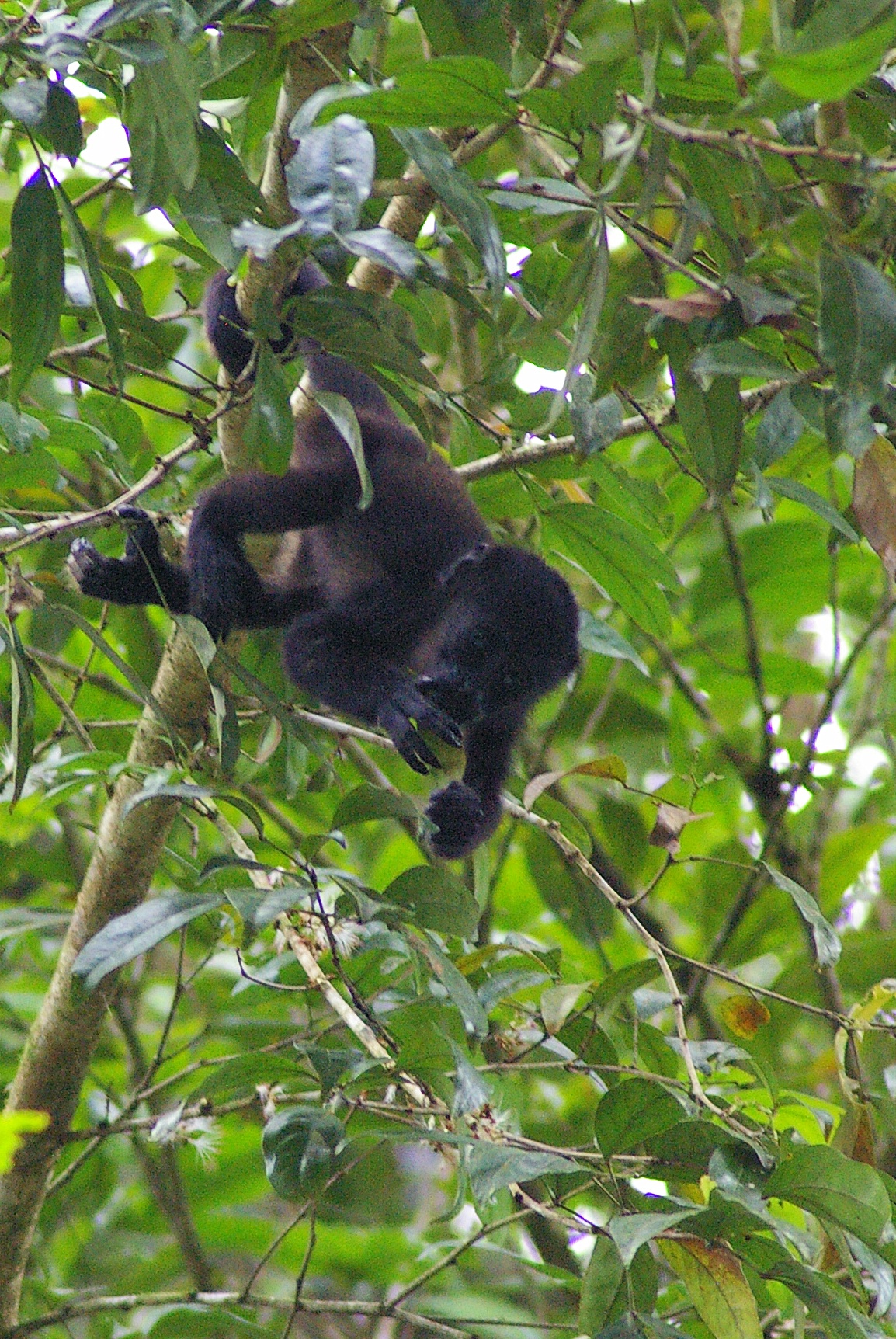 a monkey in a tree climbing on to a tree