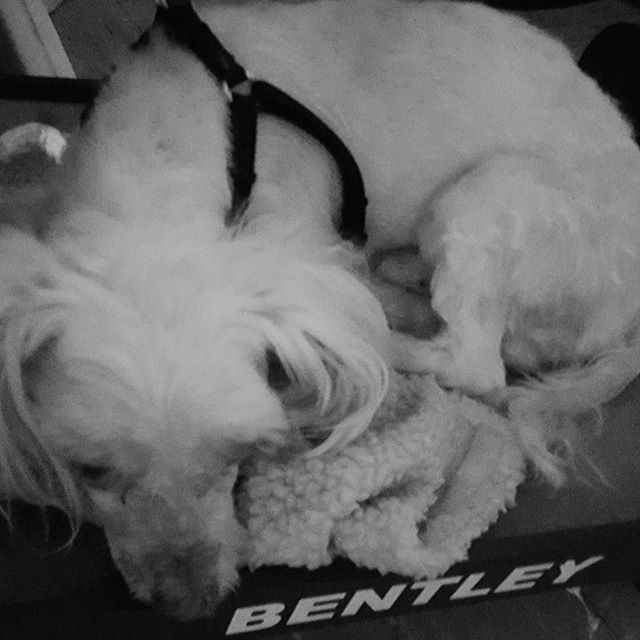 black and white pograph of a small dog sleeping on a box