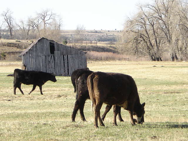 a group of cattle graze on some green grass