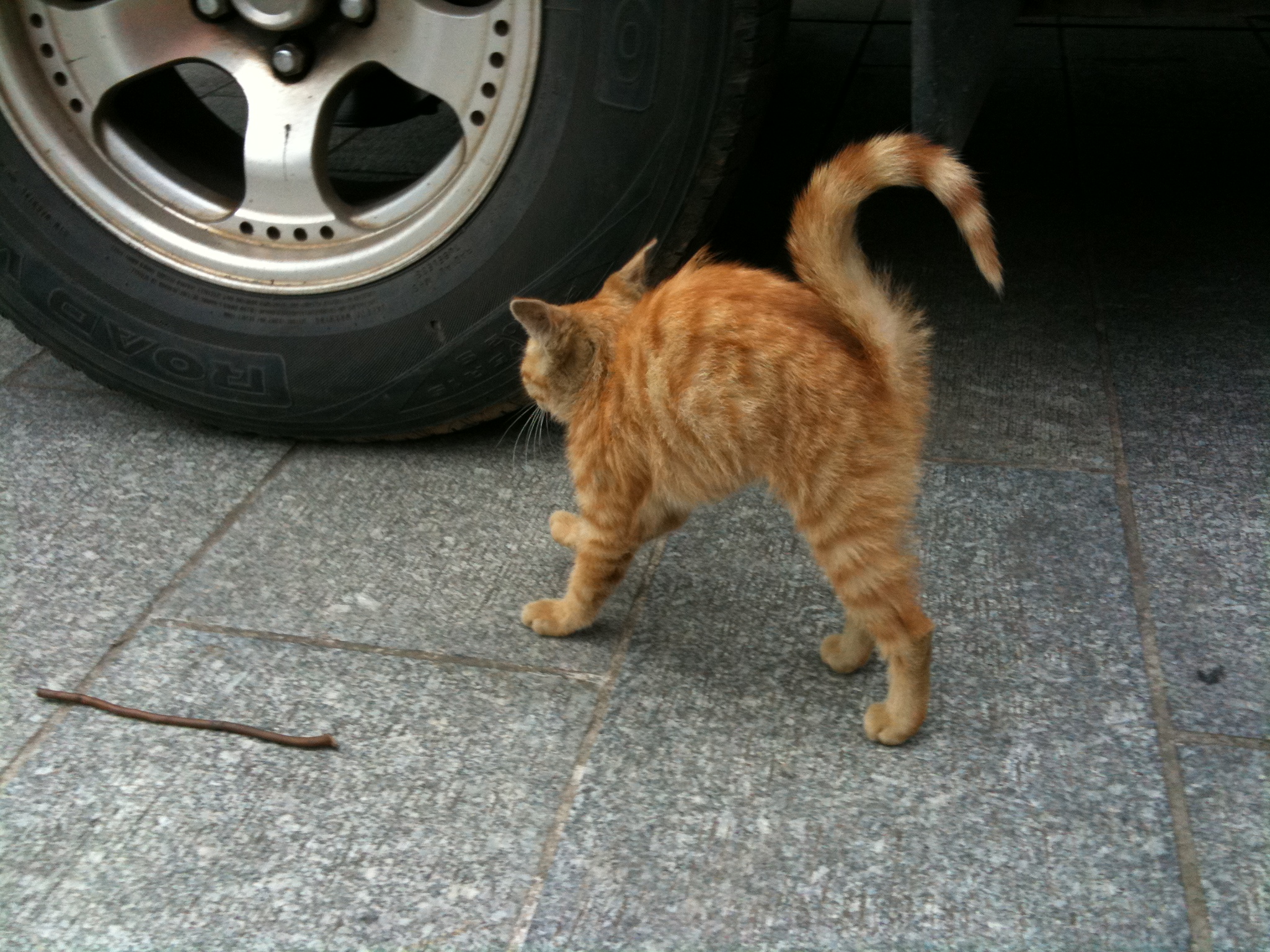 an orange cat walking across a street next to a black car