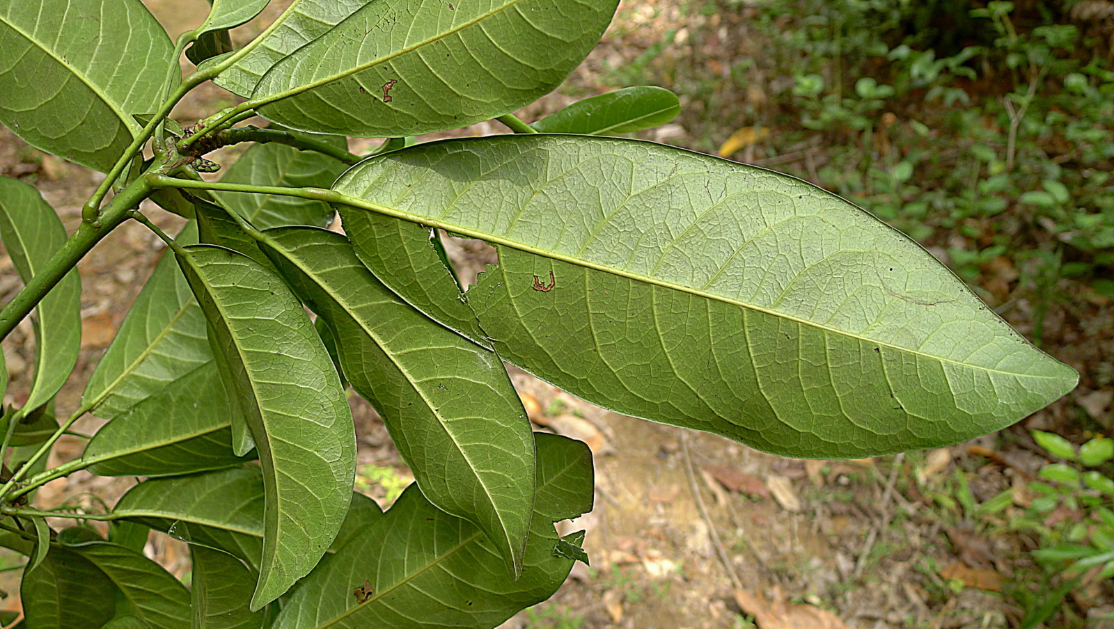 a leaf filled tree with the leaves already gone