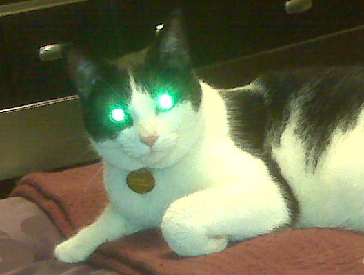 a cat with glowing green eyes sitting on a blanket