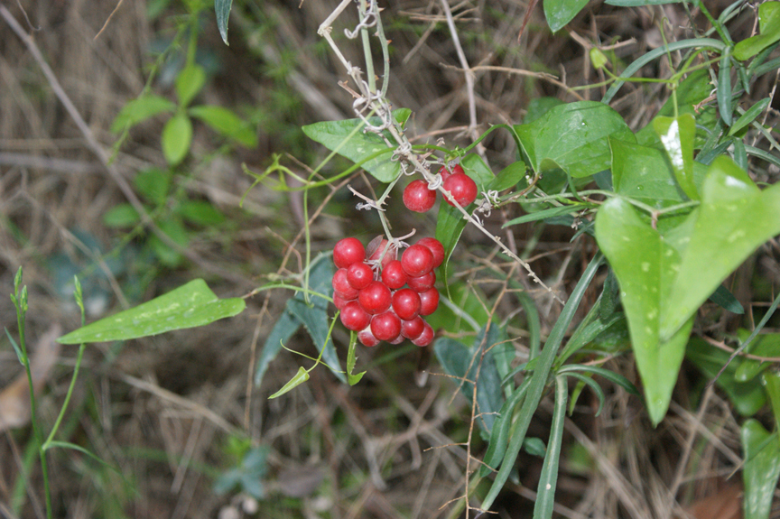 several berries that are growing on the vine