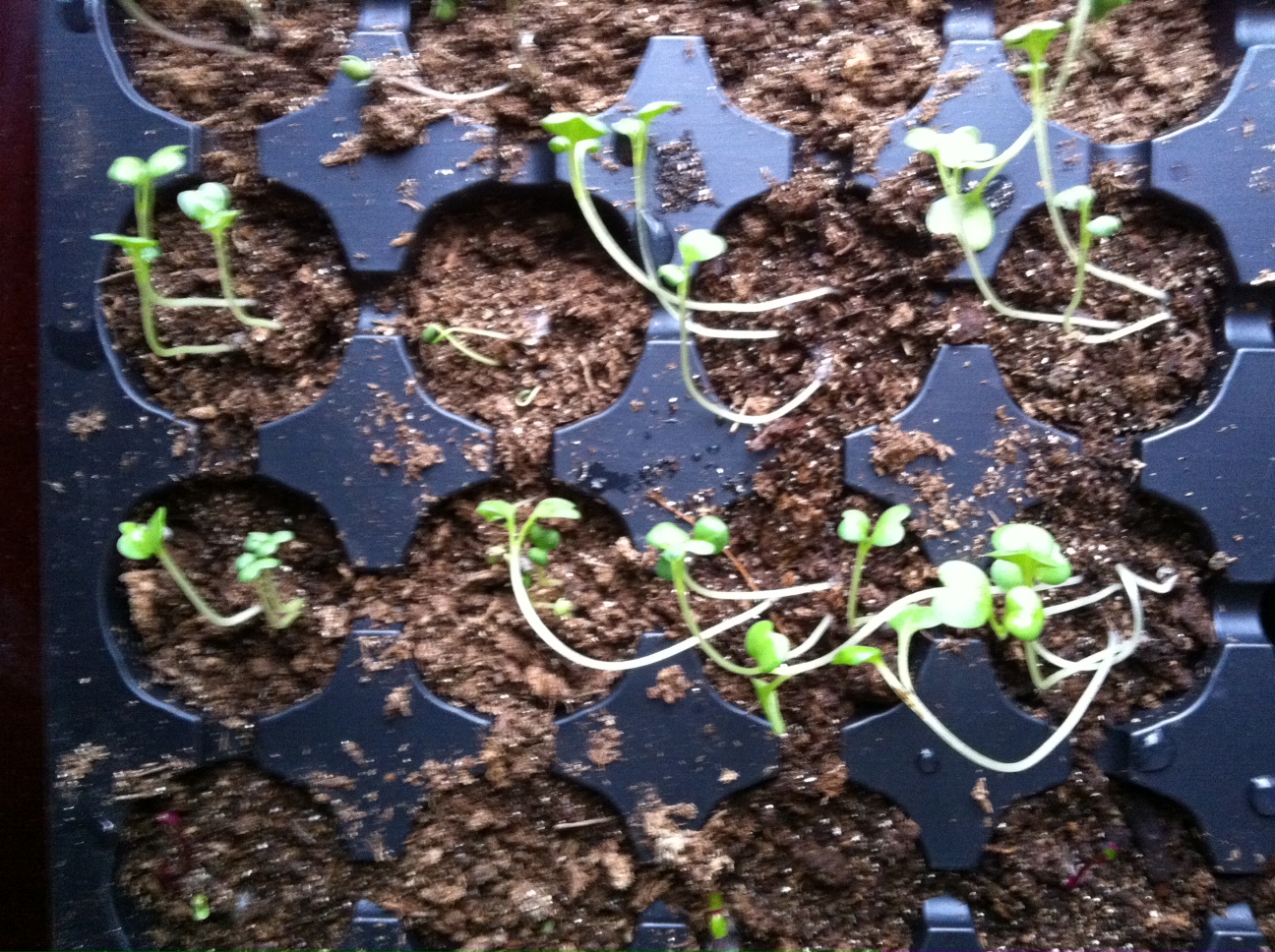 seedlings have been planted and they are in plastic cases