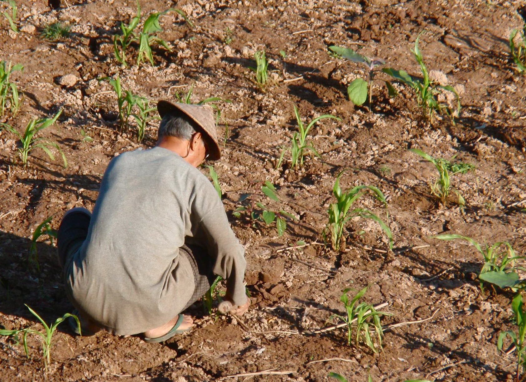 a man kneeling in the ground near a plant