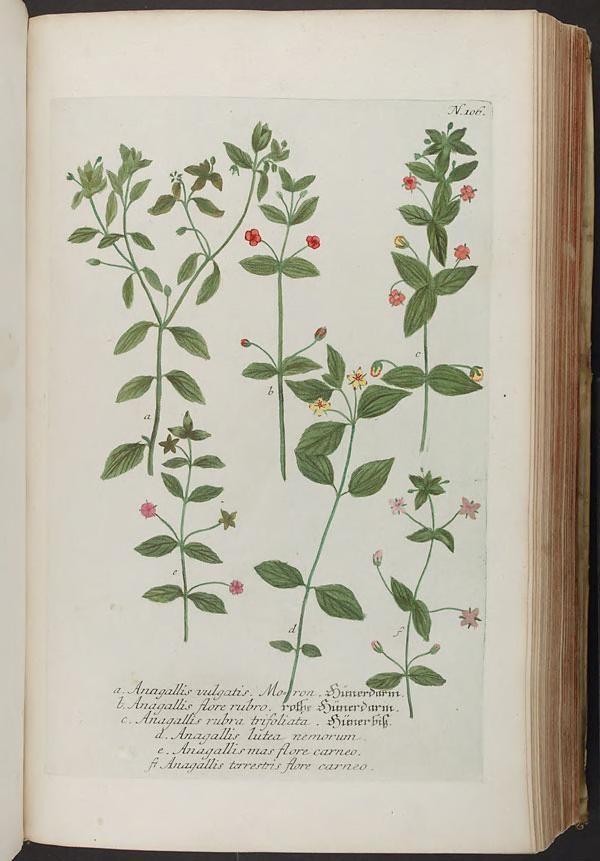 an open book with various images of plants