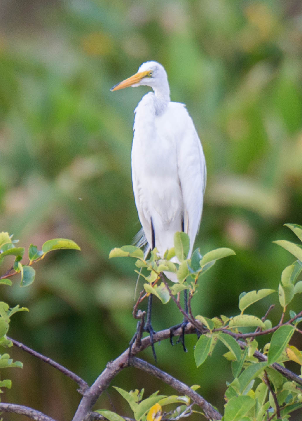 a white bird with a long yellow beak sits on a nch