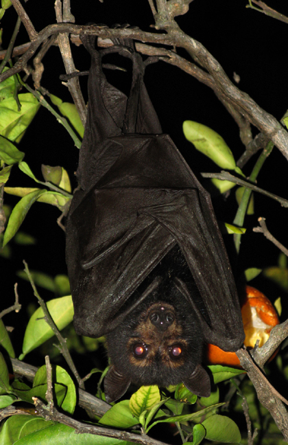 the bat is hanging upside down in a tree