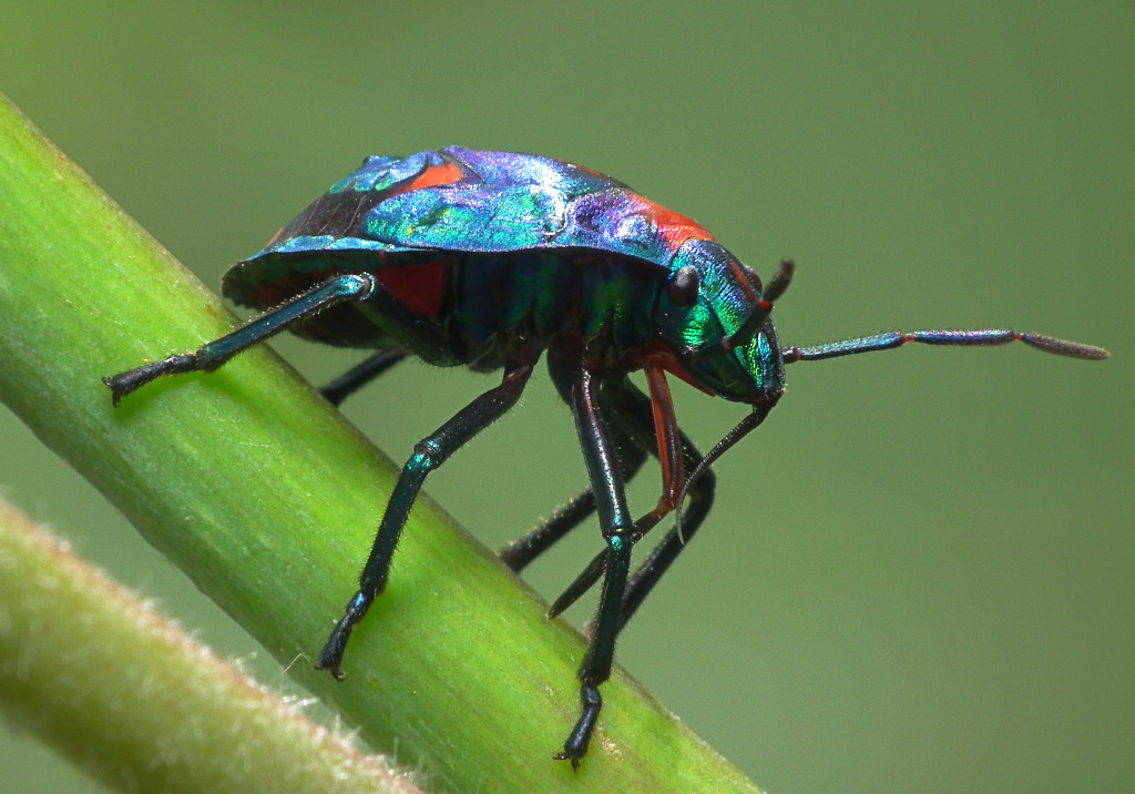 a small colorful insect is sitting on a leaf