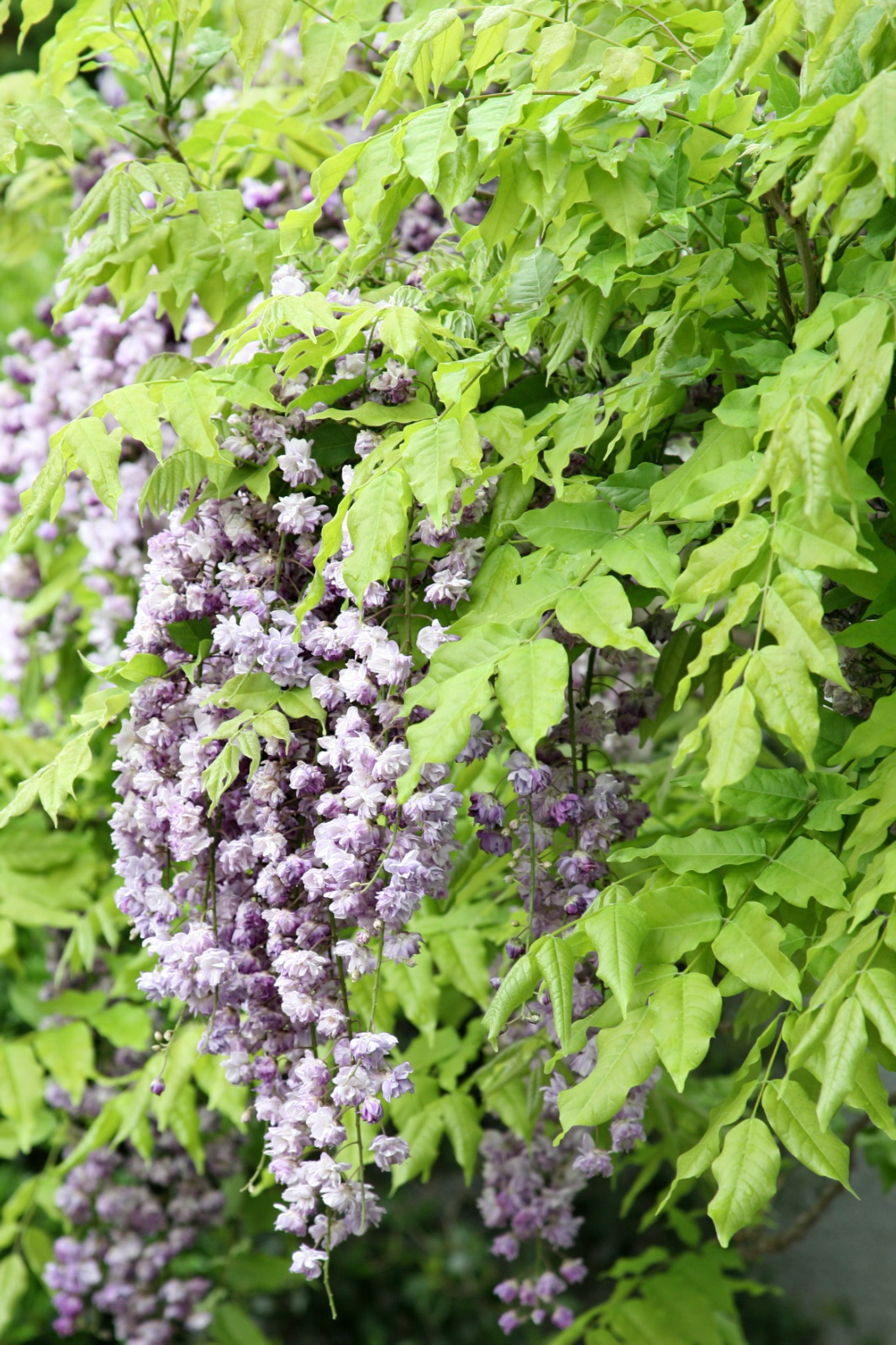 an image of a lilac flowers and leaves in the background