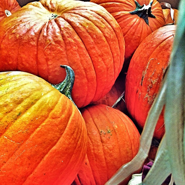 a group of pumpkins in a bucket together