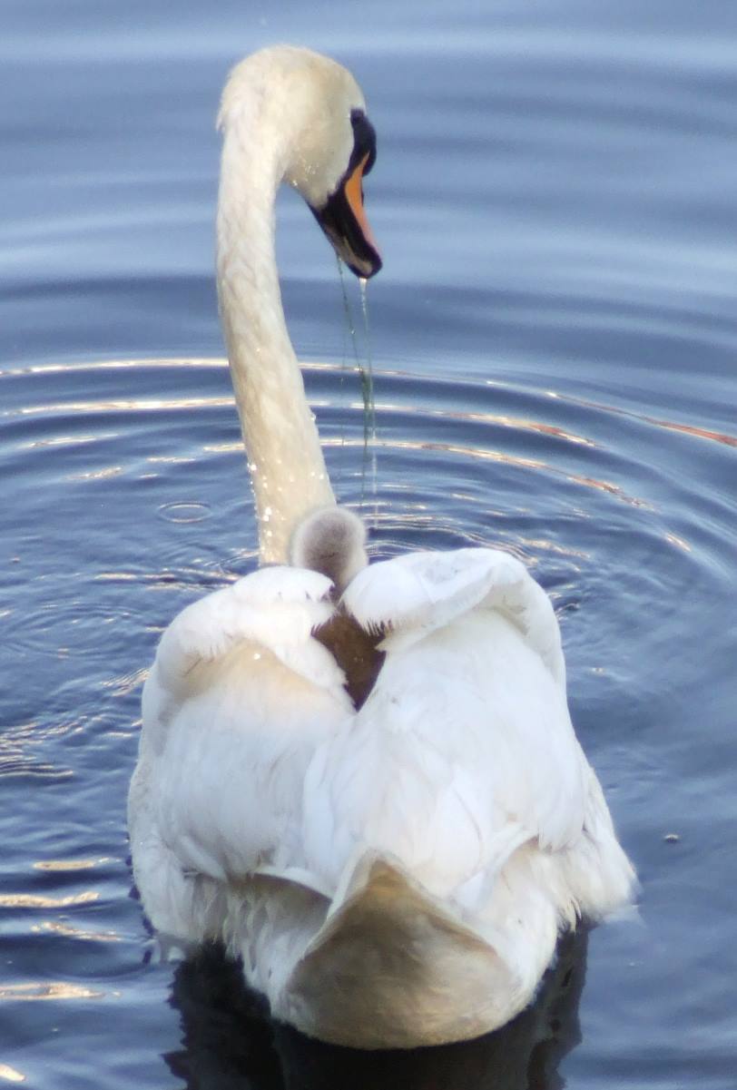 a swan is swimming on top of the water
