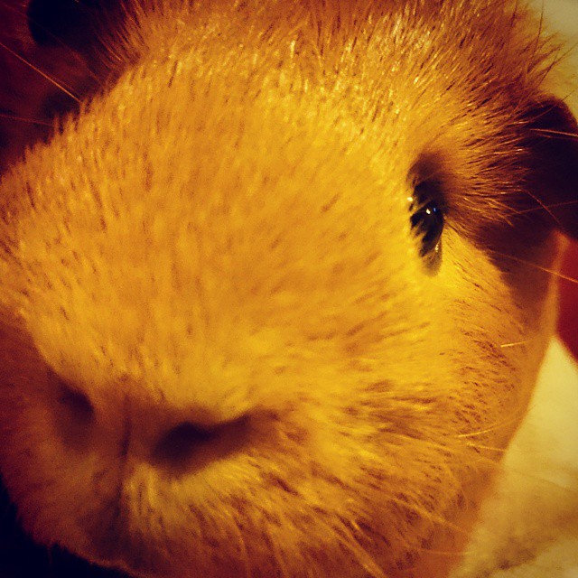 the nose and front part of a guinea pig