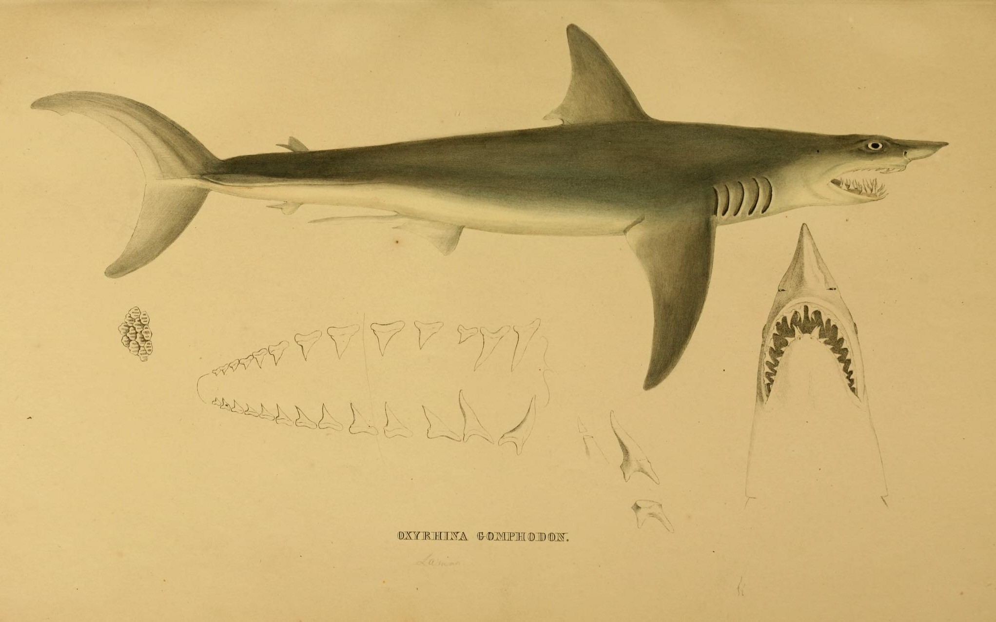 two drawings of sharks that are showing the various teeth