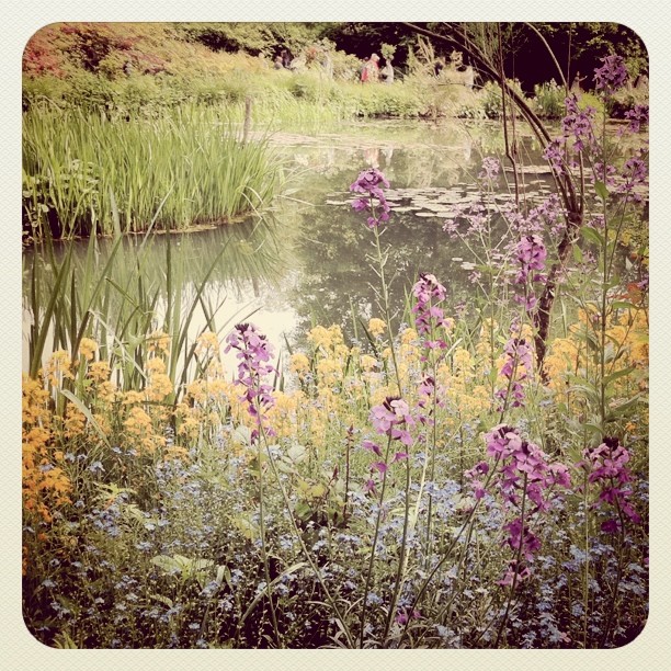 colorful flowers and grass around a pond