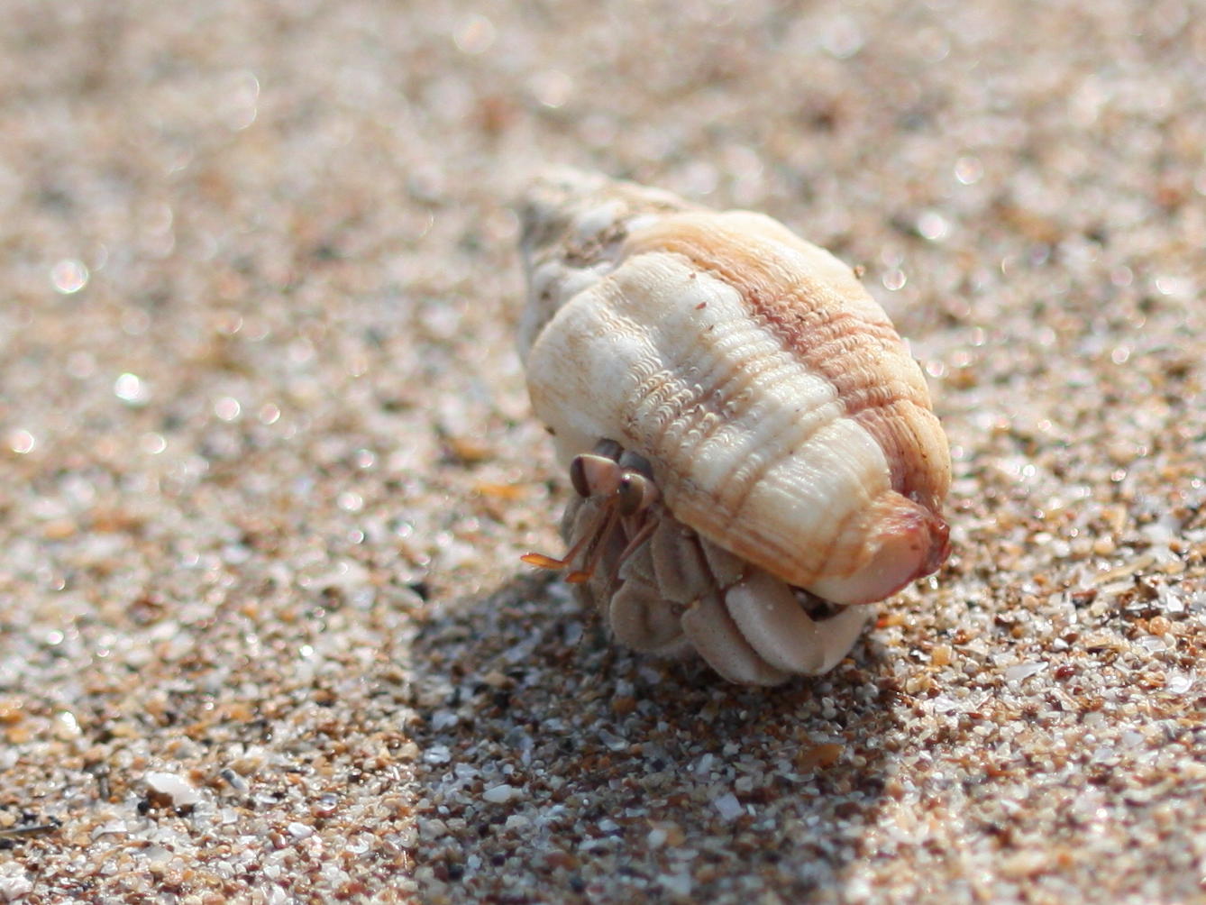 small sea creature looking out of its shell on the sand
