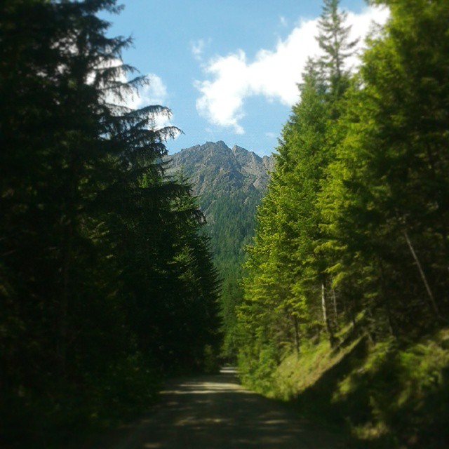 a wide open road in the middle of a forest