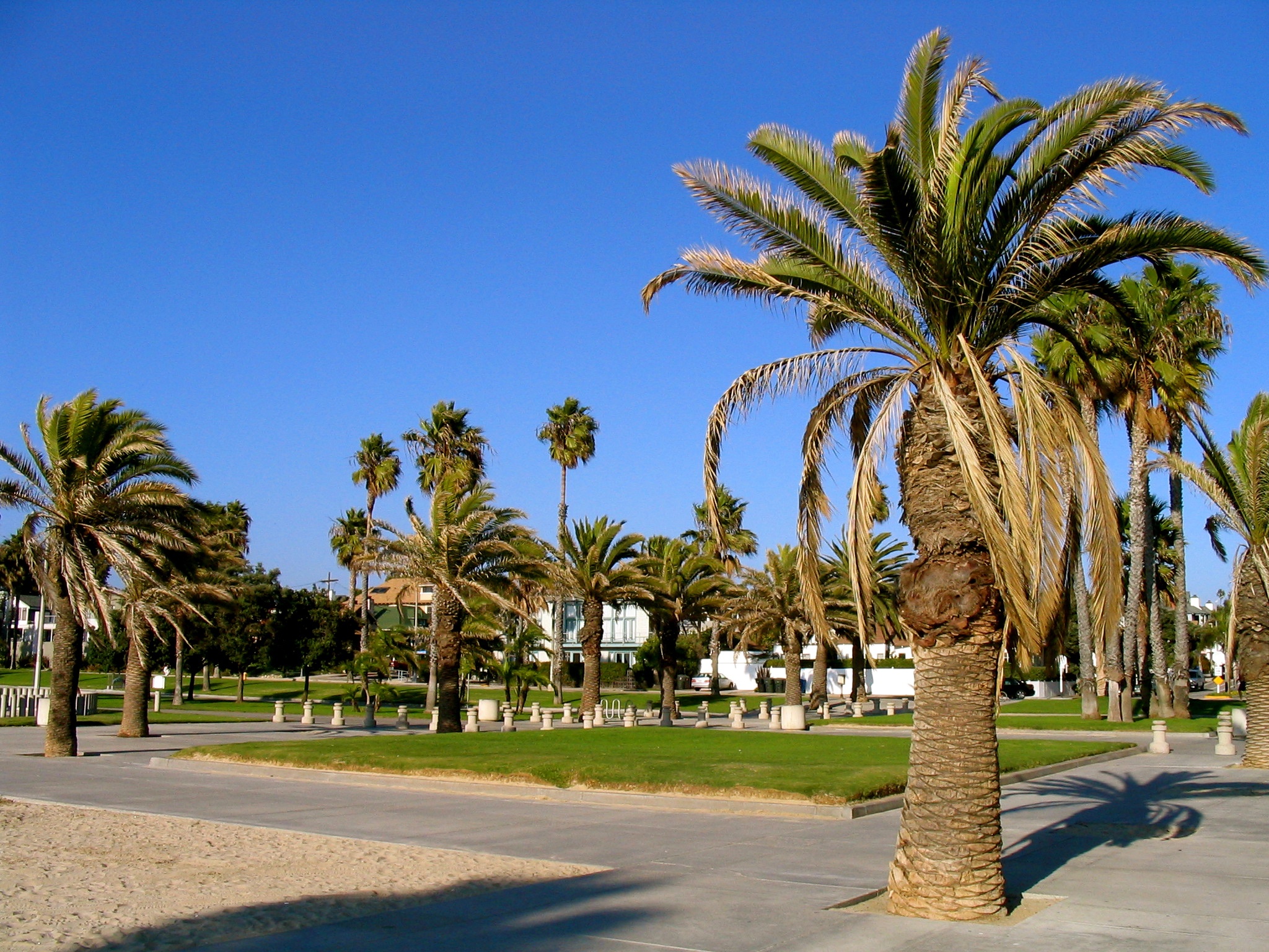 palm trees in an area with grass and buildings