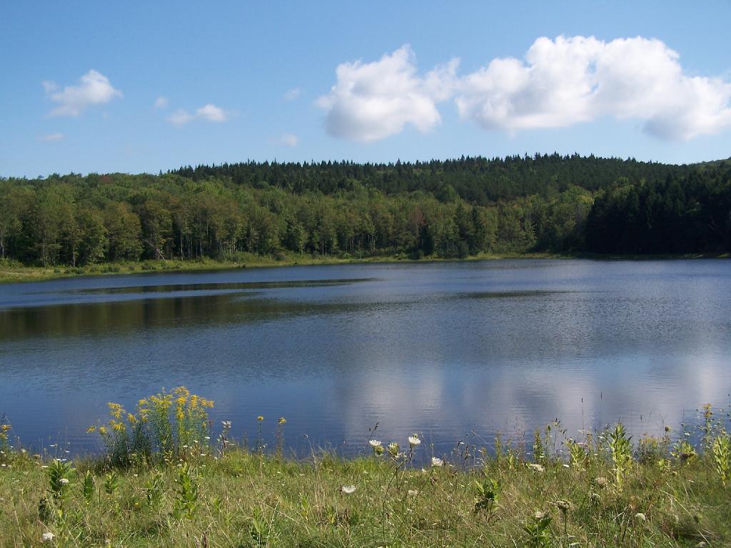 a blue lake surrounded by grass and trees