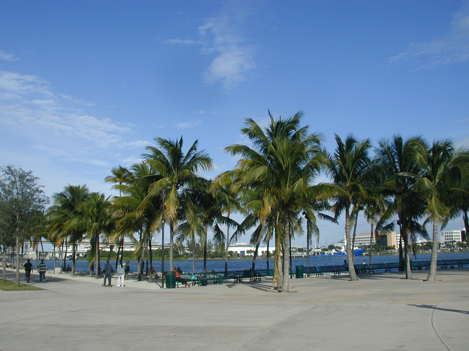 trees and benches around a dock on a sunny day