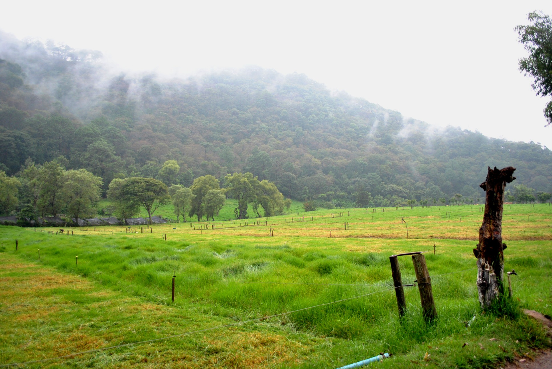 a lush green field next to a wooded hillside