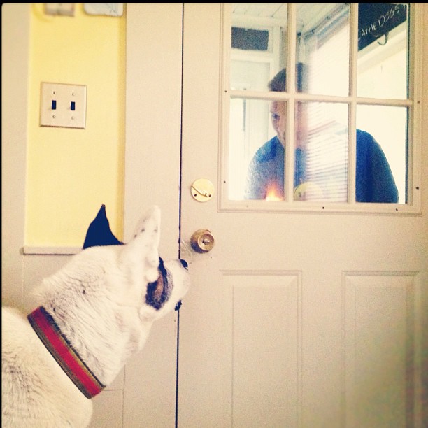 a dog looking into a door with a person in the reflection