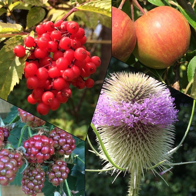 different pos of berries and flowers in a tree