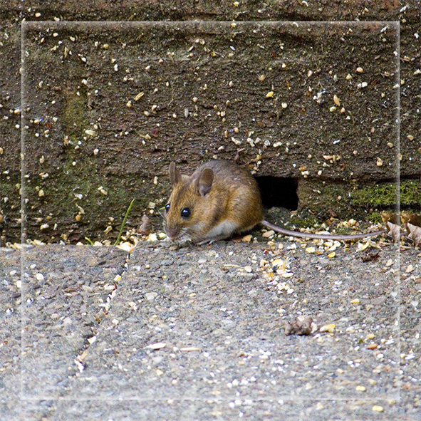a small rodent crawling under some concrete on the ground