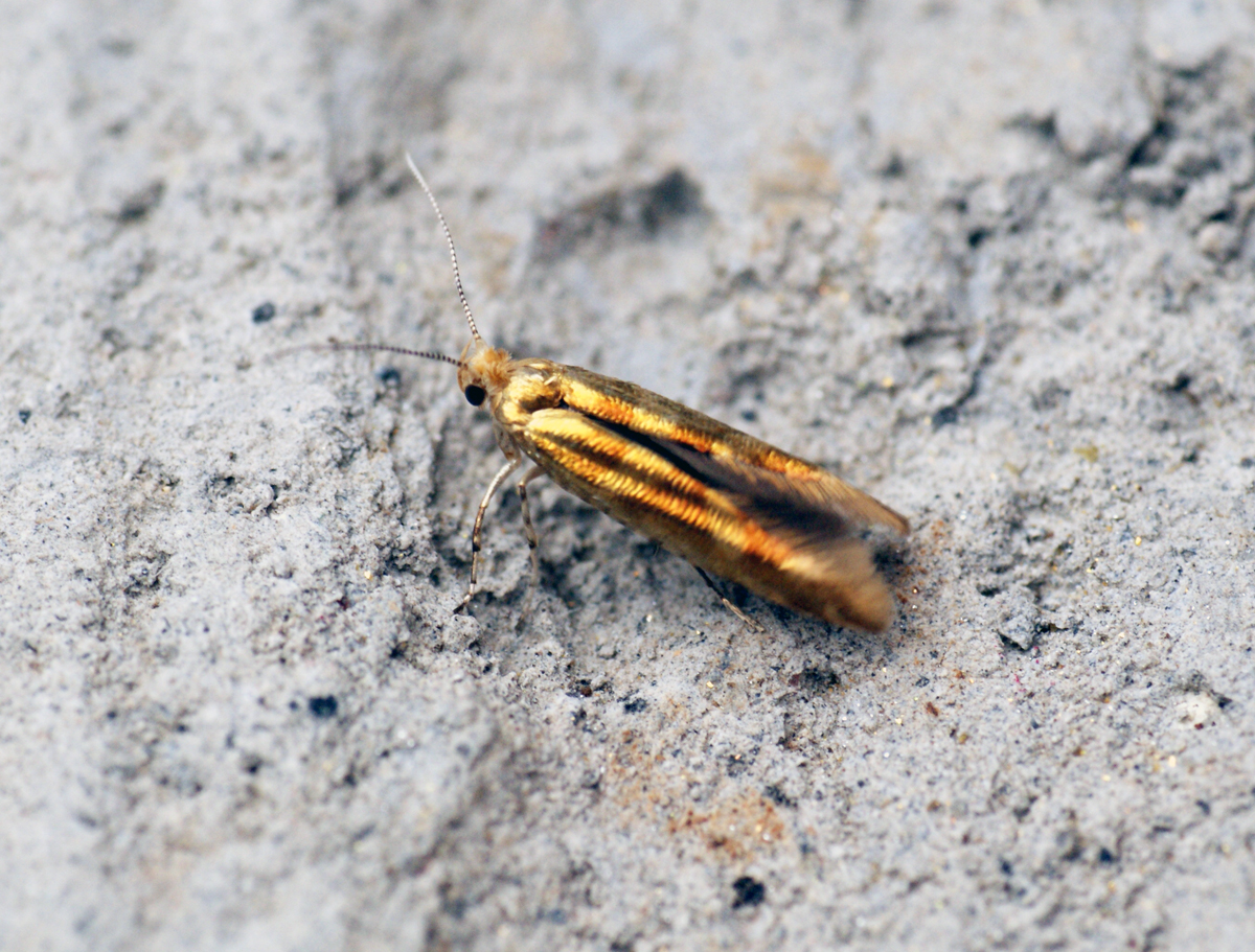 a small insect sitting on the ground