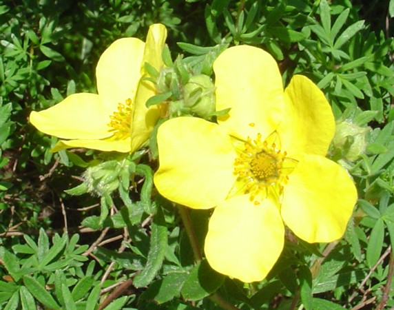 closeup of a yellow wildflower blooming in the wild