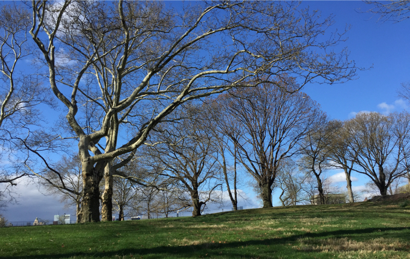 a field with green grass and several trees