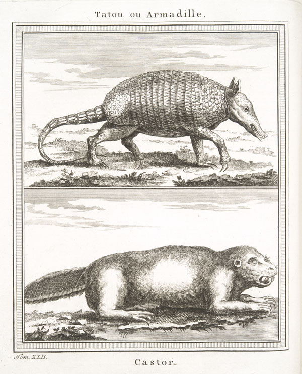 an animal walks around in a print from the book'tattoo of armadile '