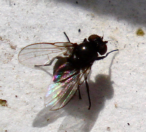 a large fly with a light colored body on its face
