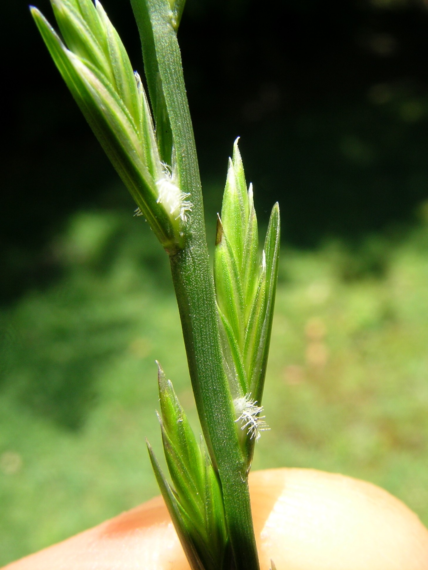 the stems have small white flowers in them