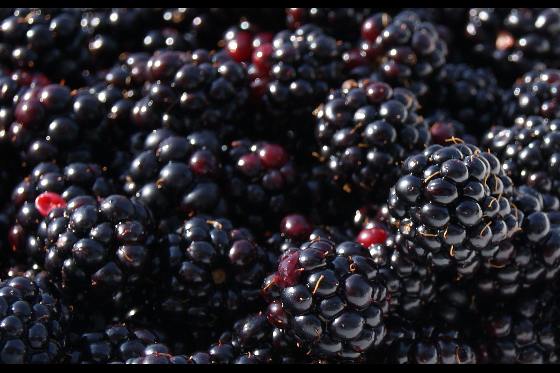blackberrys closeup, black and purple are the fruits most colorful