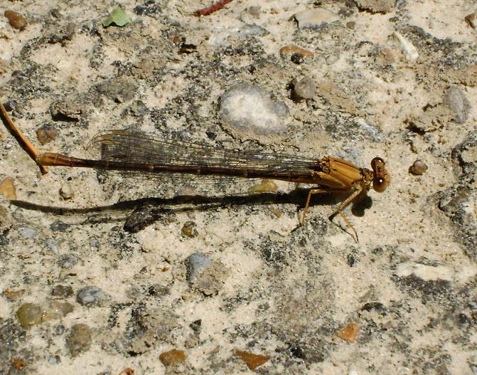 a brown dragonfly is on the ground with its wings out