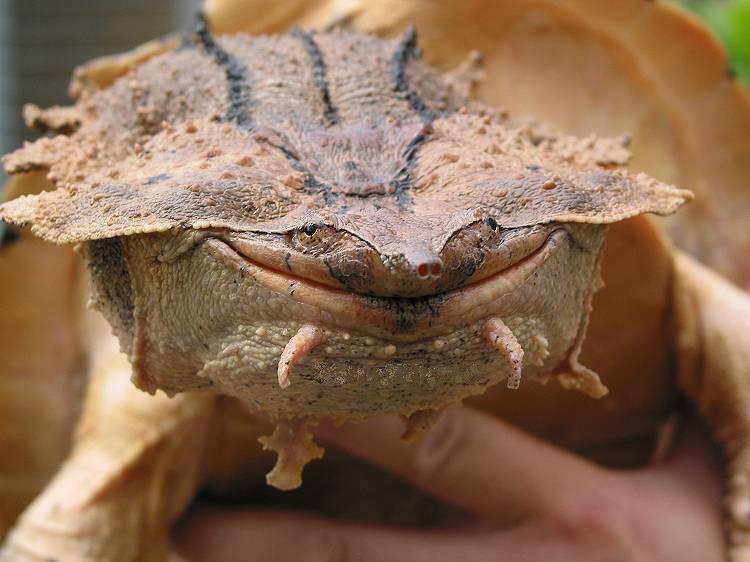 an up close s of the head and eyes of a small turtle