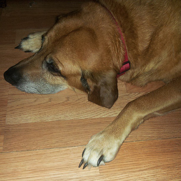 a brown dog laying on top of wooden floors