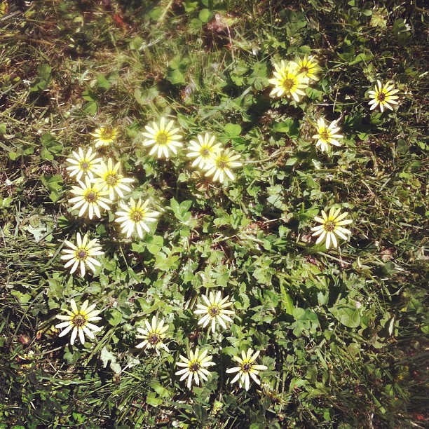 a bunch of daisies are in the grass