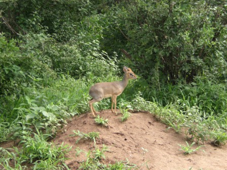 a small gazelle sitting in the midst of some brush