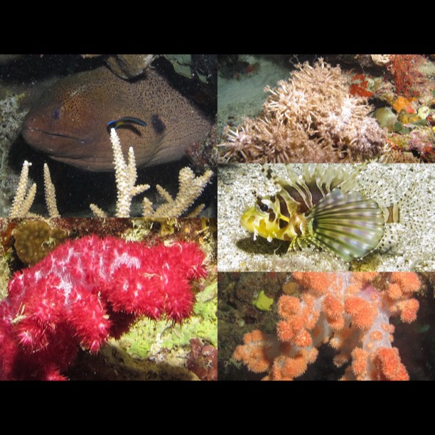 a group of small fish on a colorful coral reef
