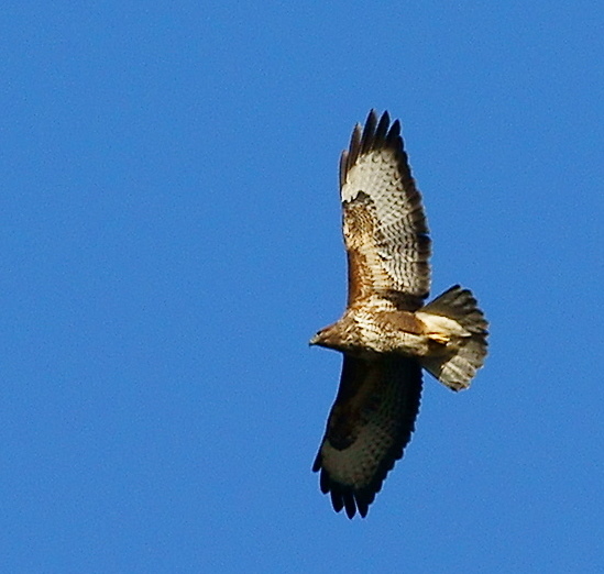 a brown bird flying high up in the air