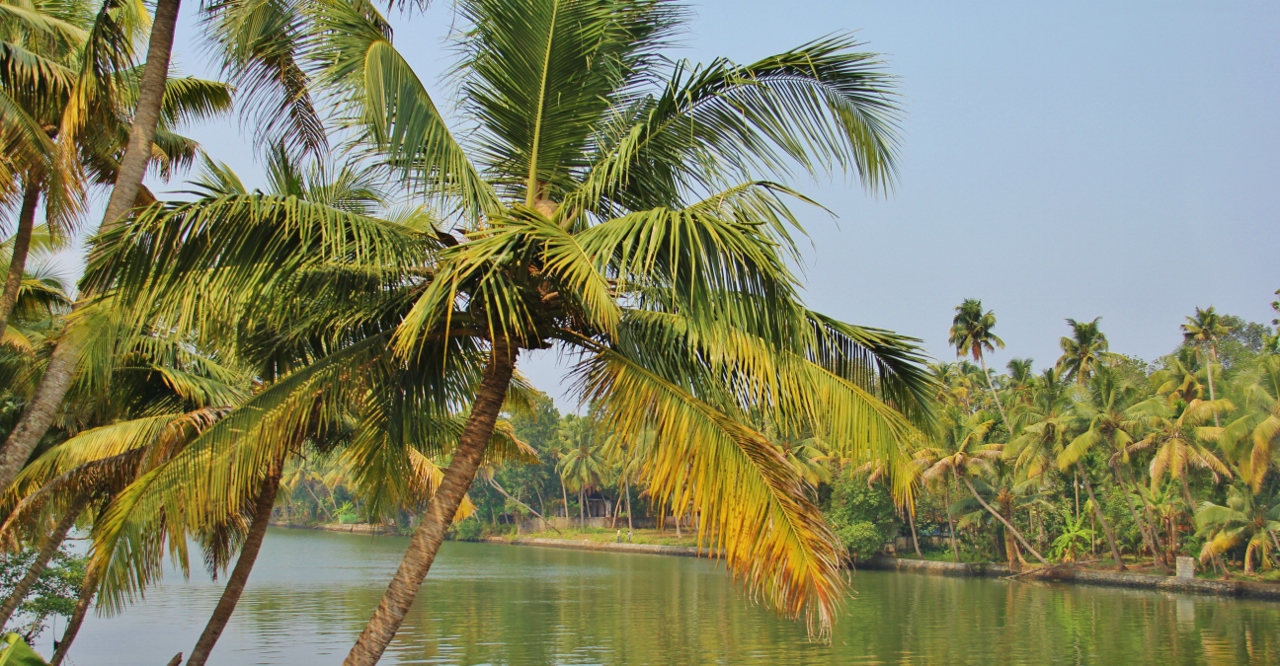 a boat is on the water surrounded by palm trees