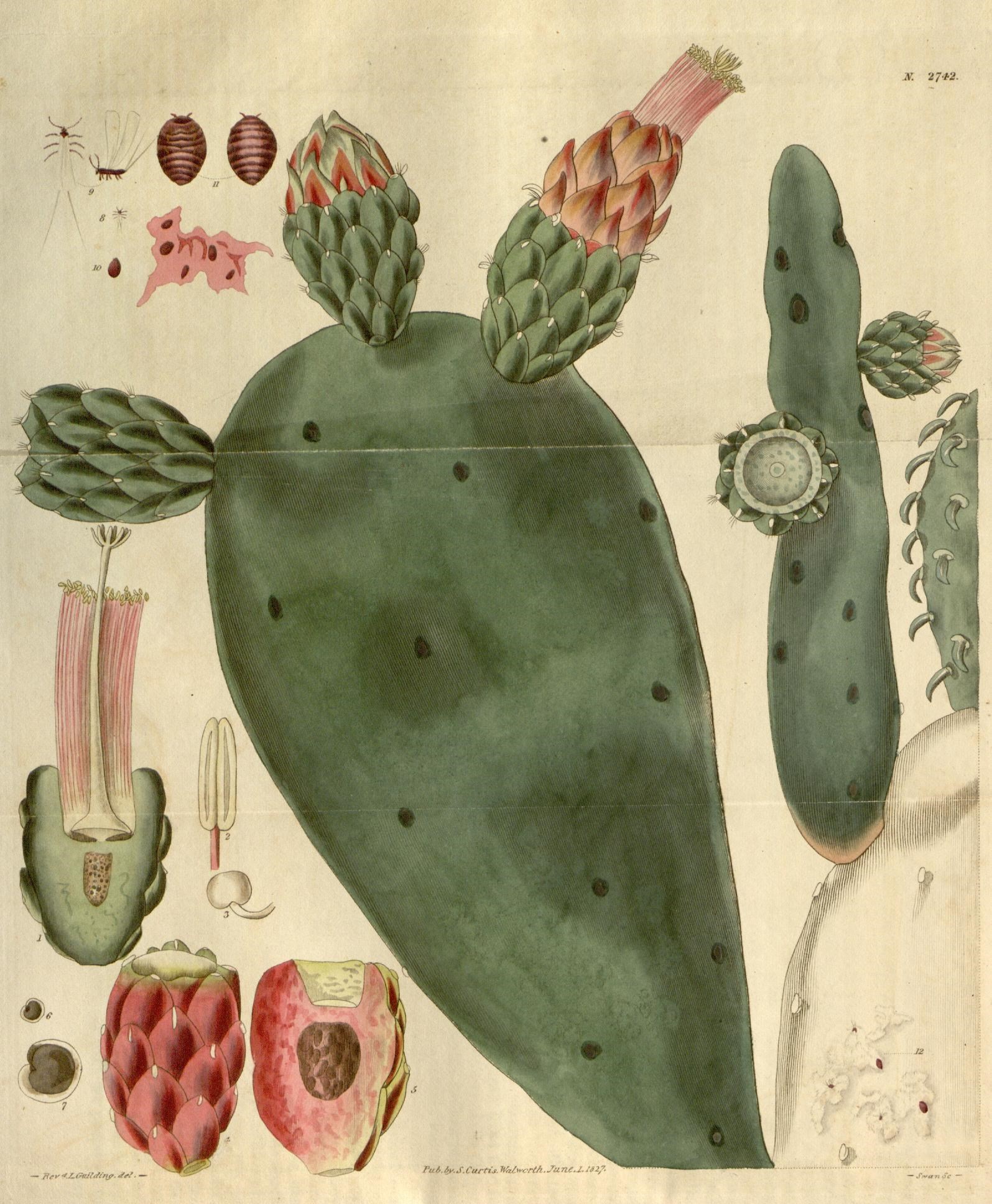 there is a drawing of cactus flowers and leaves